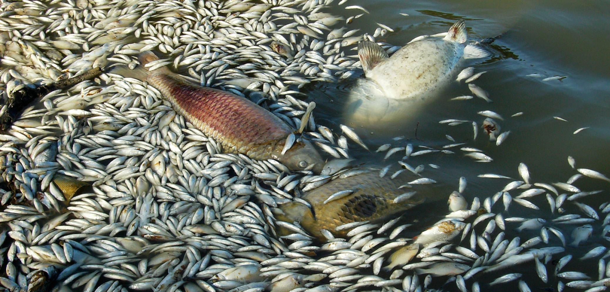 Poissons morts