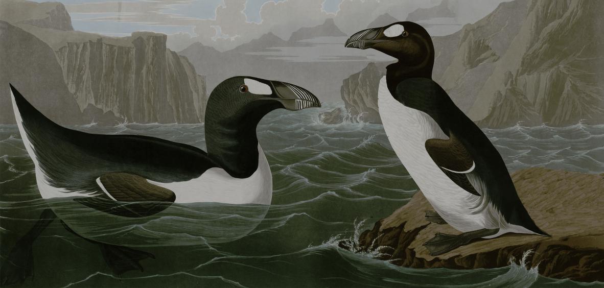 Grand pingouin (Pinguinus impennus), espèce disparue Grand pingouin (Pinguinus impennus), espèce disparue